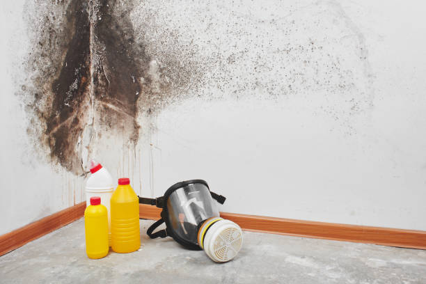 Best Residential Mold Removal  in Vineland, NJ