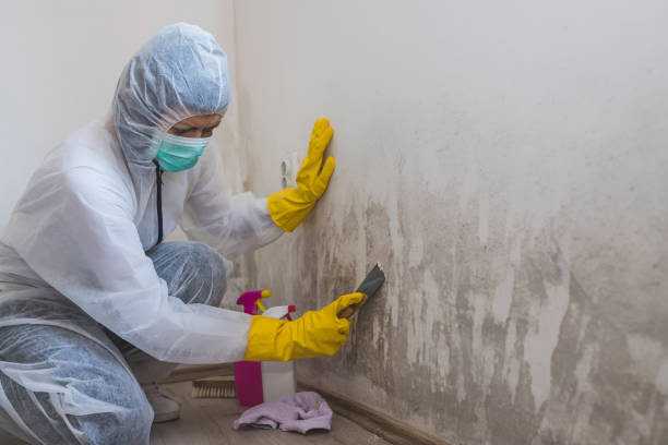 Best Toxic Mold Removal  in Vineland, NJ