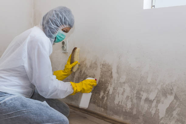 Best Commercial Mold Removal  in Vineland, NJ