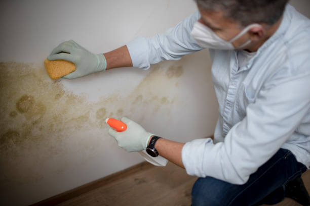 Best Certified Mold Removal  in Vineland, NJ