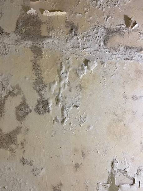 Professional Mold Removal in Vineland, NJ