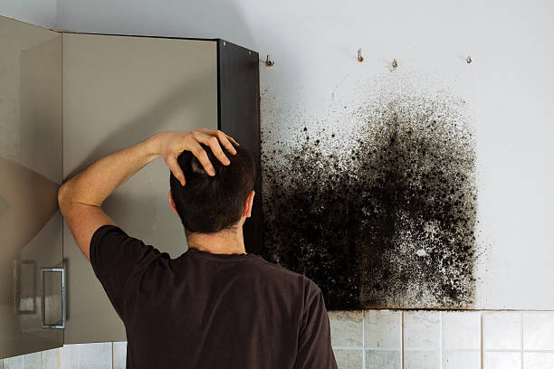 Best Home Mold Removal  in Vineland, NJ